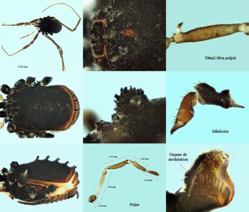 Réf. 198 673 : Histricostoma dentipalpe